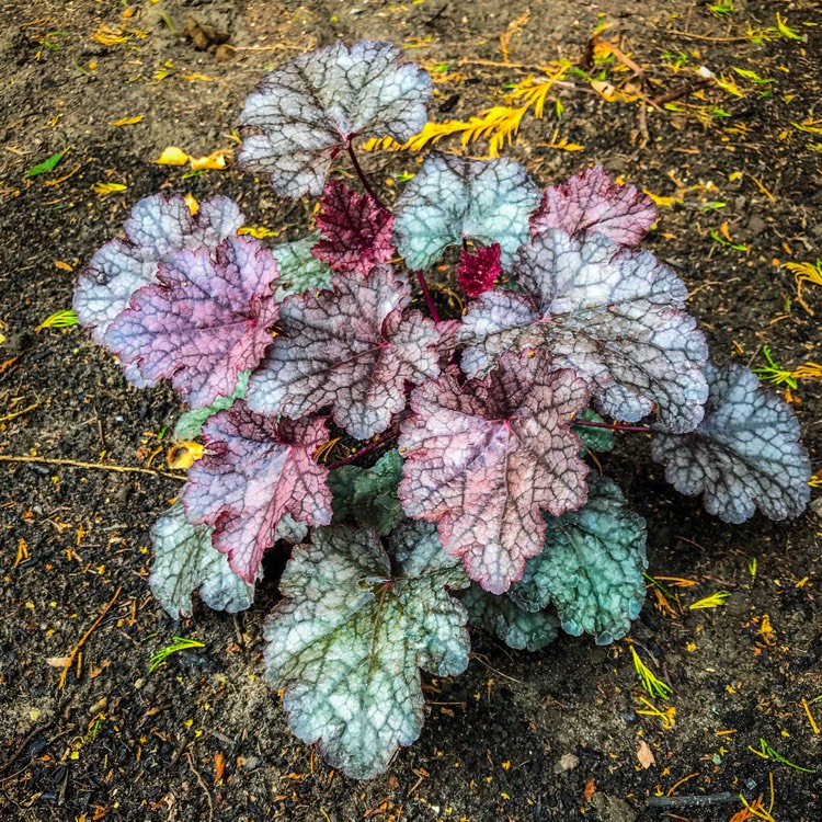 plant image 802997