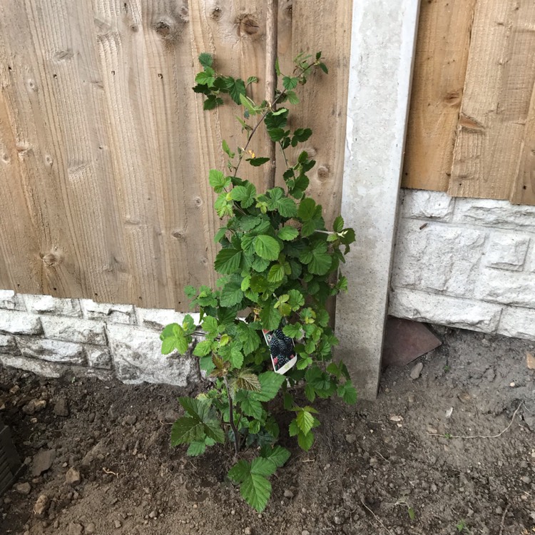 plant image 1028753