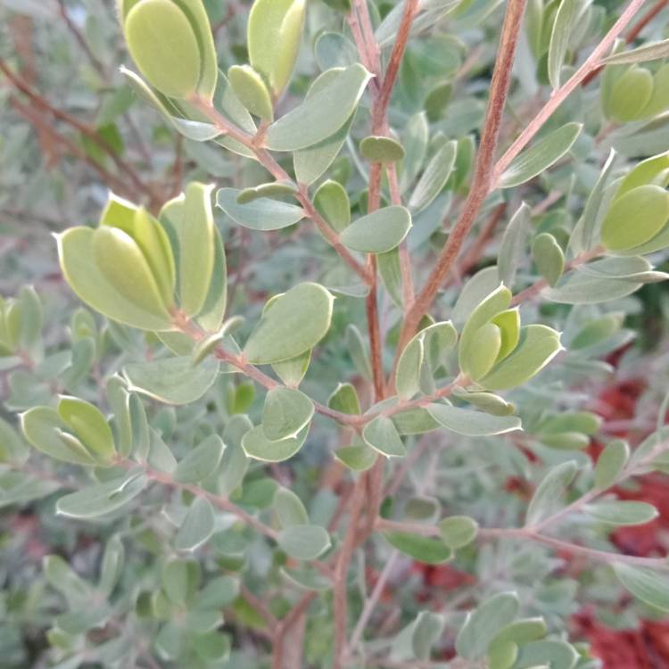 plant image 1089622