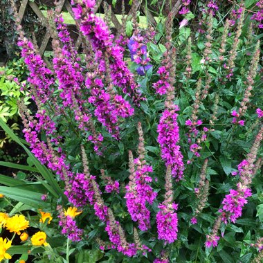 Balkan Clary Sage