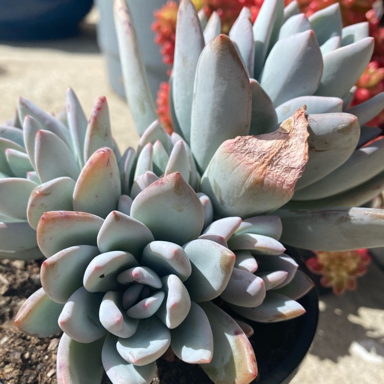 Plant image x Pachyveria Powder Puff