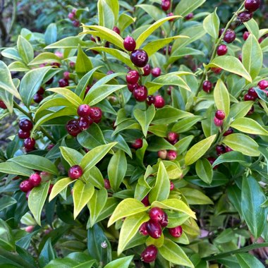 Elaine's garden