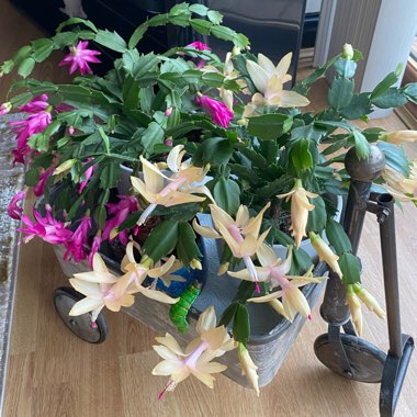 Elaine's garden