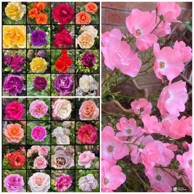 Elaine's garden