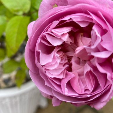 Elaine's garden