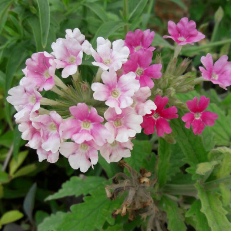 Plant image Lantana camara 'Radiation'