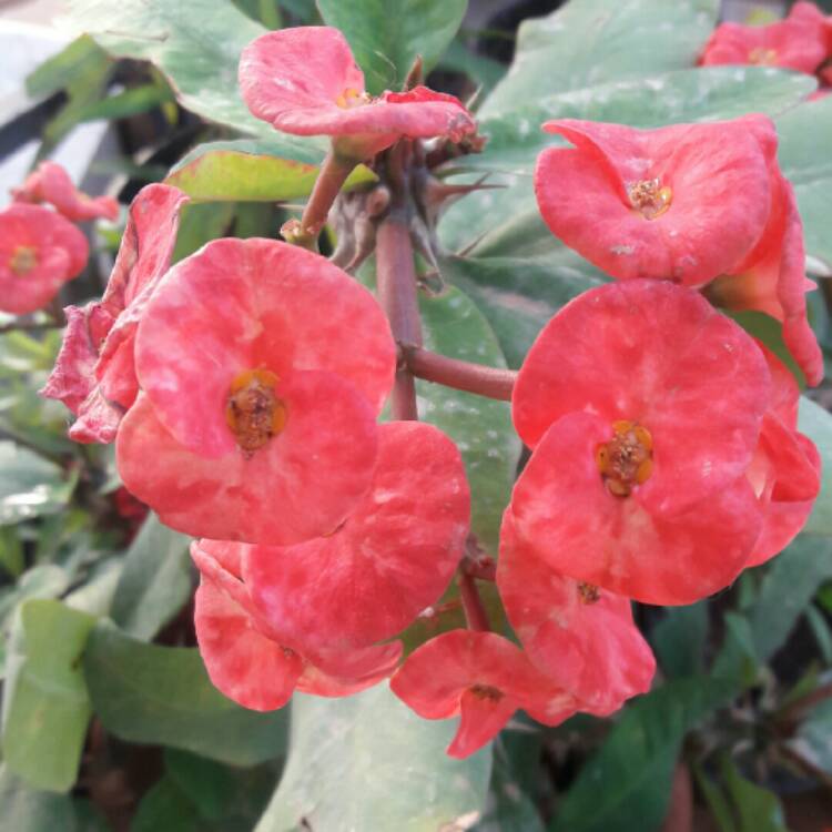 plant image 651634