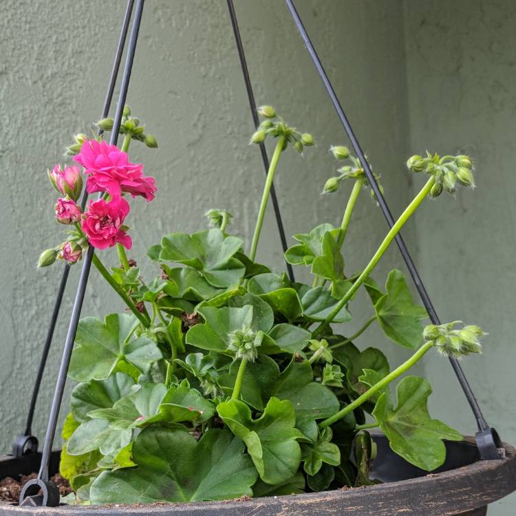 Plant image Pelargonium 'Grandeur White' (Ivy Leaved Grandeur Series)