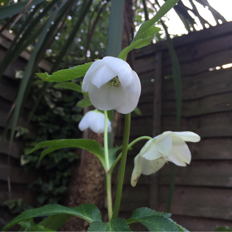 Plant image Helleborus x hybridus 'Single White'