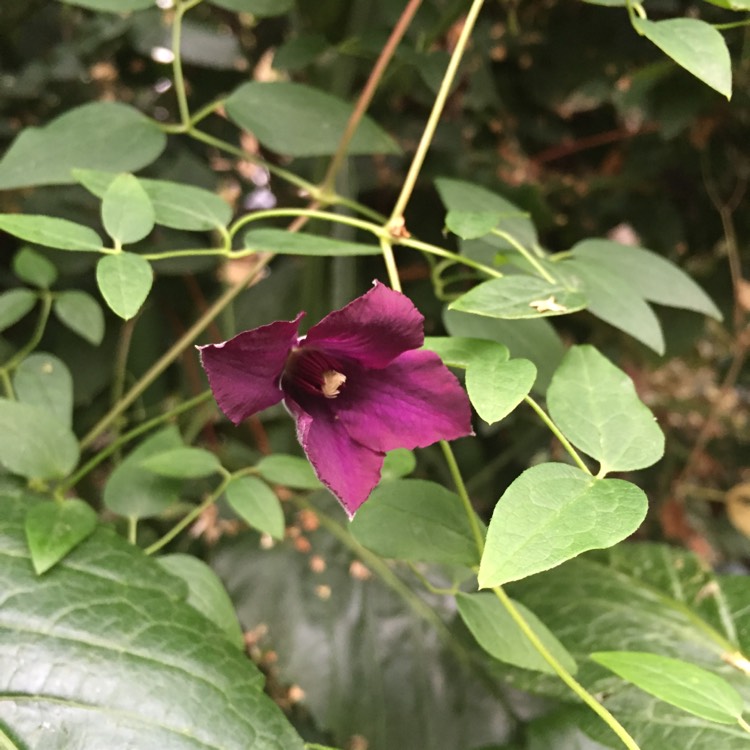 Plant image Clematis viticella 'Polish Spirit'
