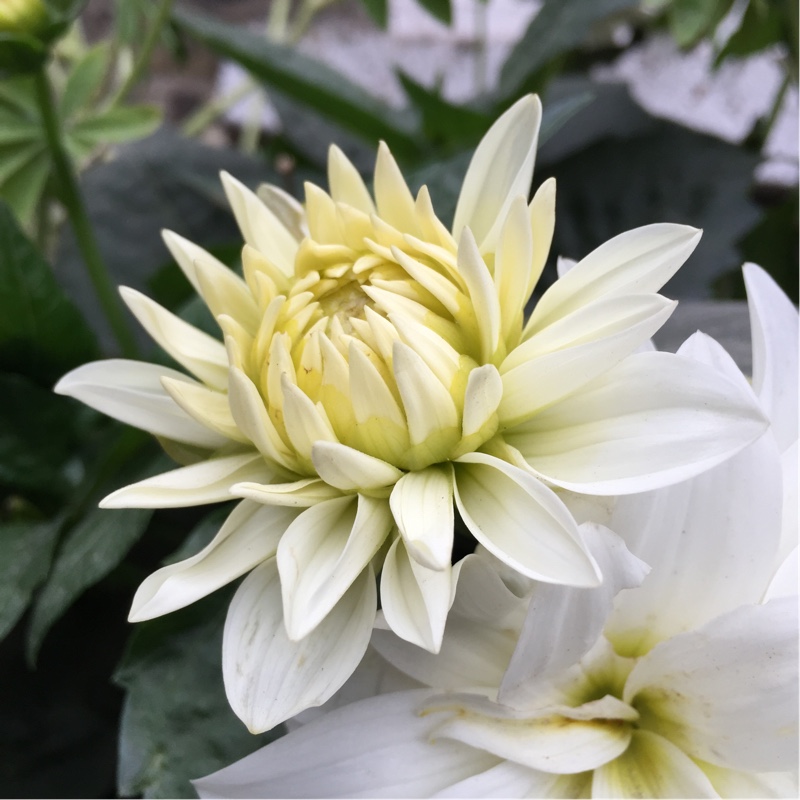 Plant image Dahlia 'Blended Beauty'