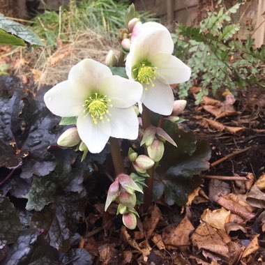 Helleborus