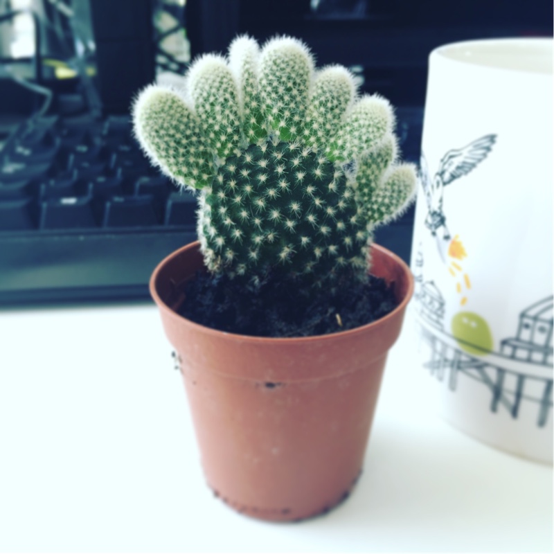 Opuntia microdasys