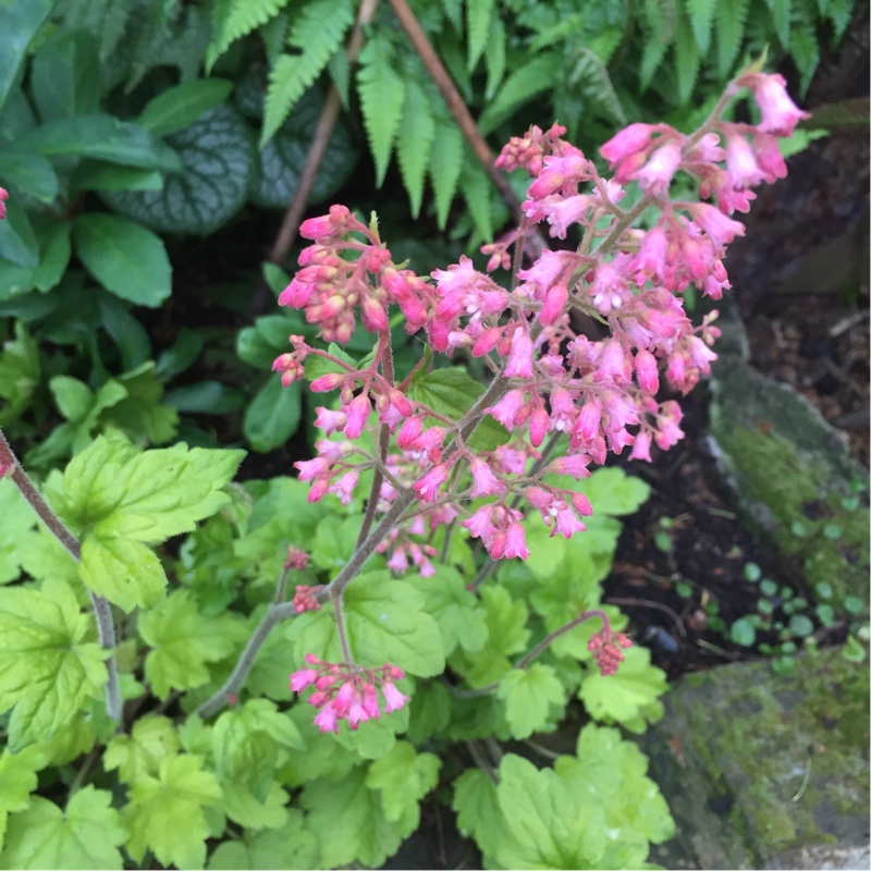 plant image 78848