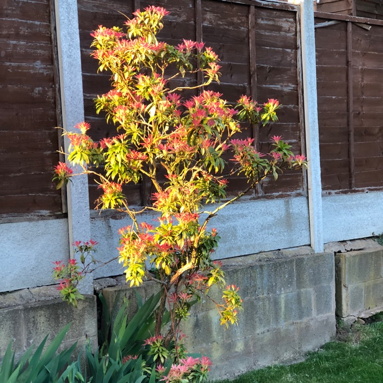 plant image 665648