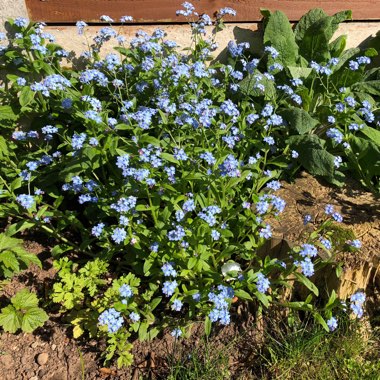 Forget-Me-Not