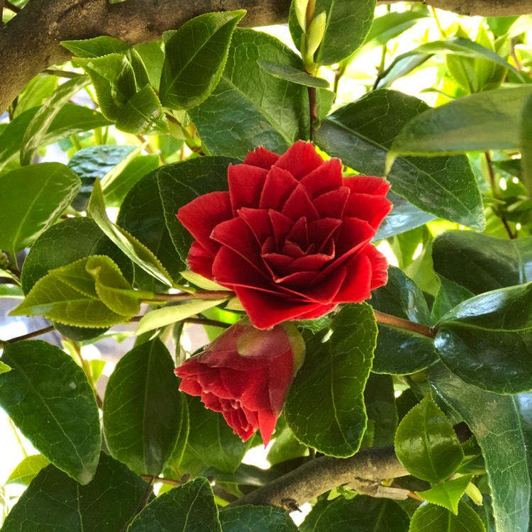 plant image 686814