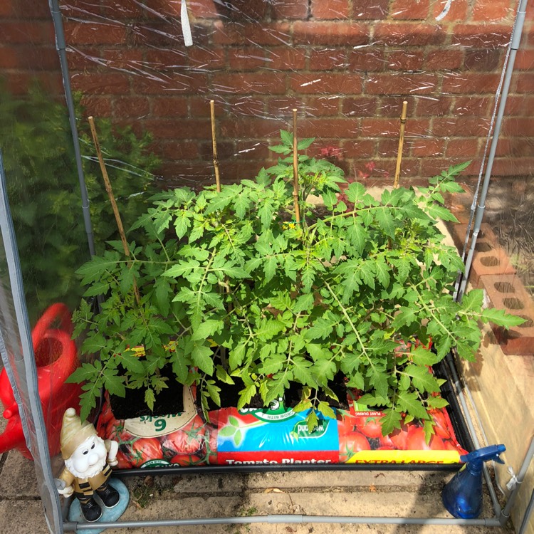 plant image 731174