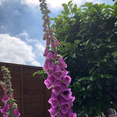 Foxglove