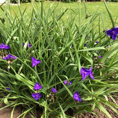Spiderwort 'Sweet Kate'
