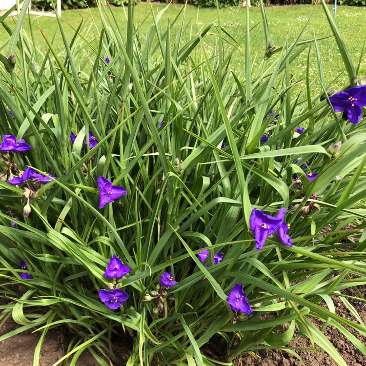 Plant image Tradescantia (Andersoniana Group) 'Sweet Kate'
