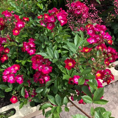Rose 'Marjorie Fair'