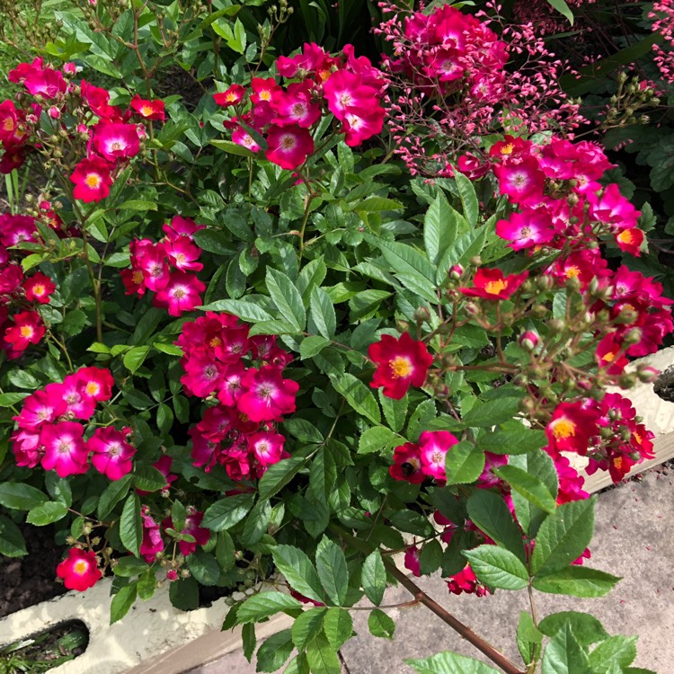 plant image 739350