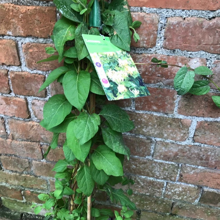 Plant image Lonicera japonica 'Halliana'