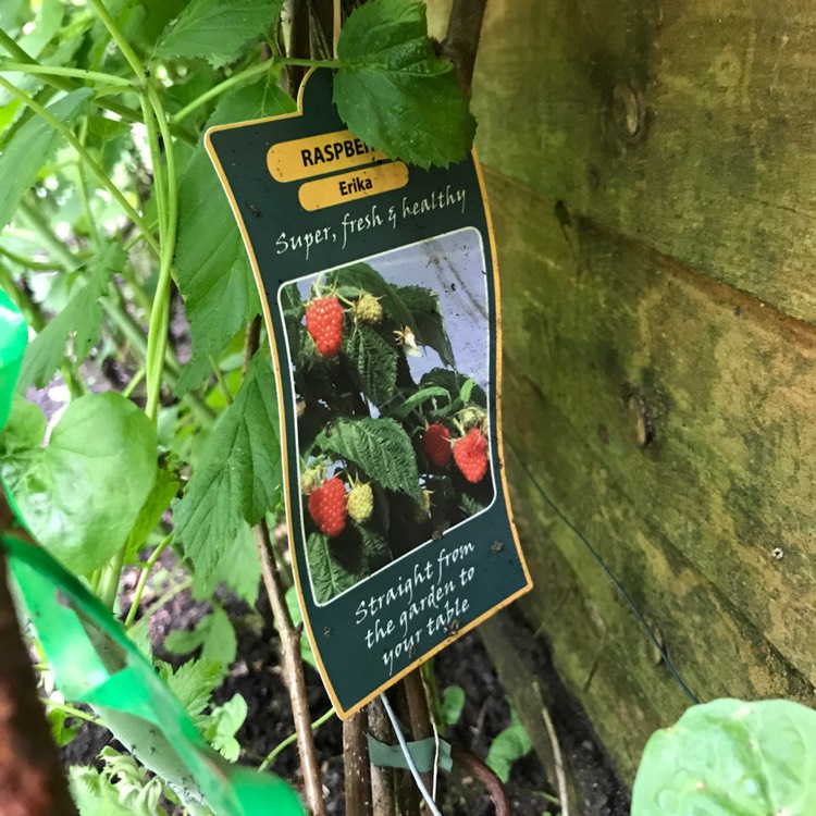plant image 423094