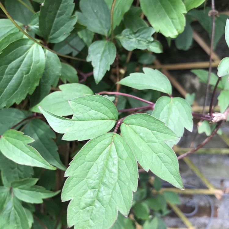 Plant image Clematis virginiana