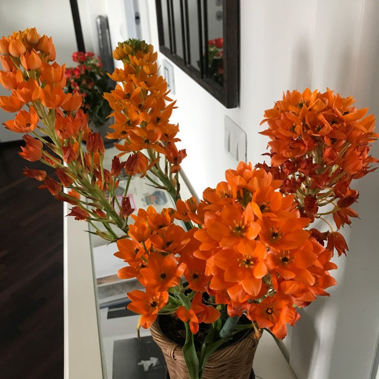 Plant image Ornithogalum 'African Breeze'