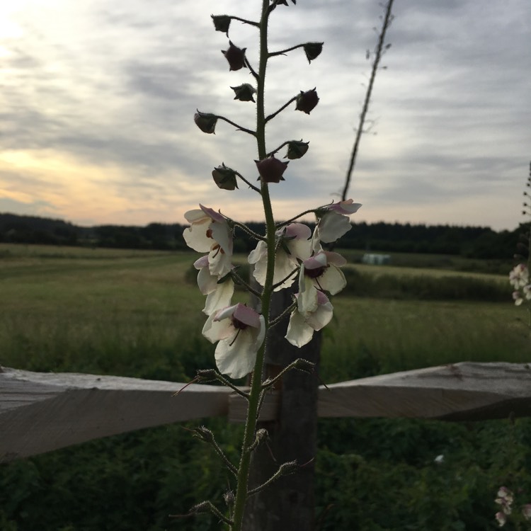 Plant image Verbascum blattaria