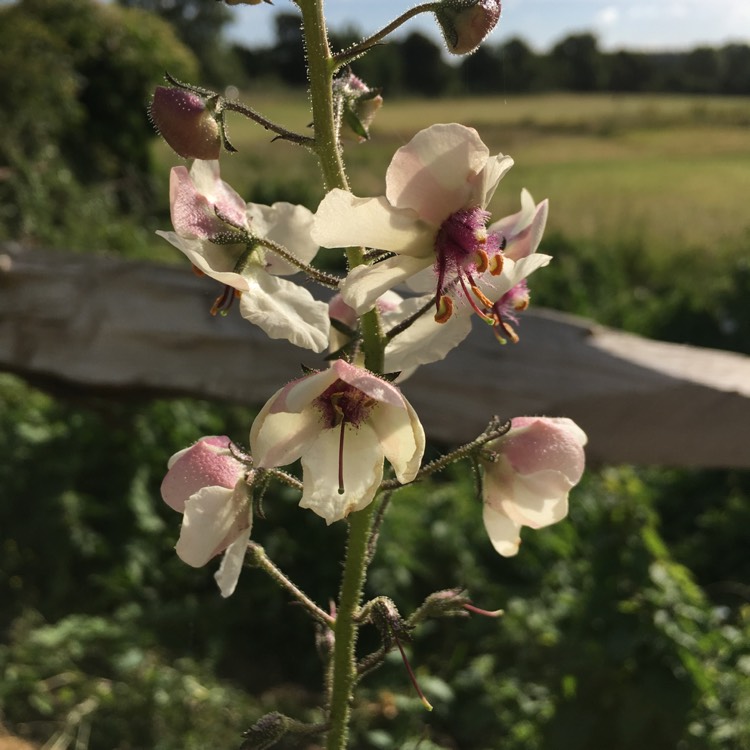 plant image 754060