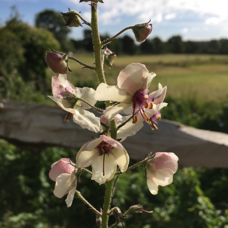 Plant image Verbascum blattaria