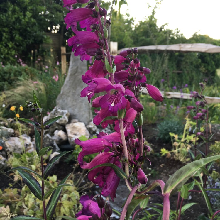 plant image 765596