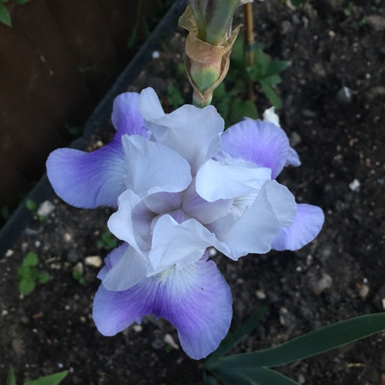 plant image 773420