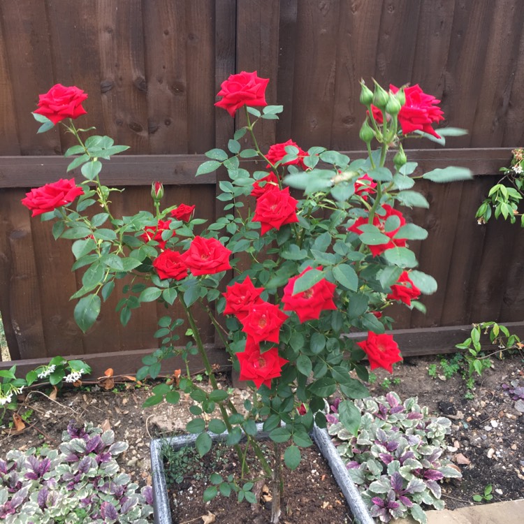 Rosa 'Blooming Marvellous', Rose 'Blooming Marvellous' - uploaded by  @wardymate