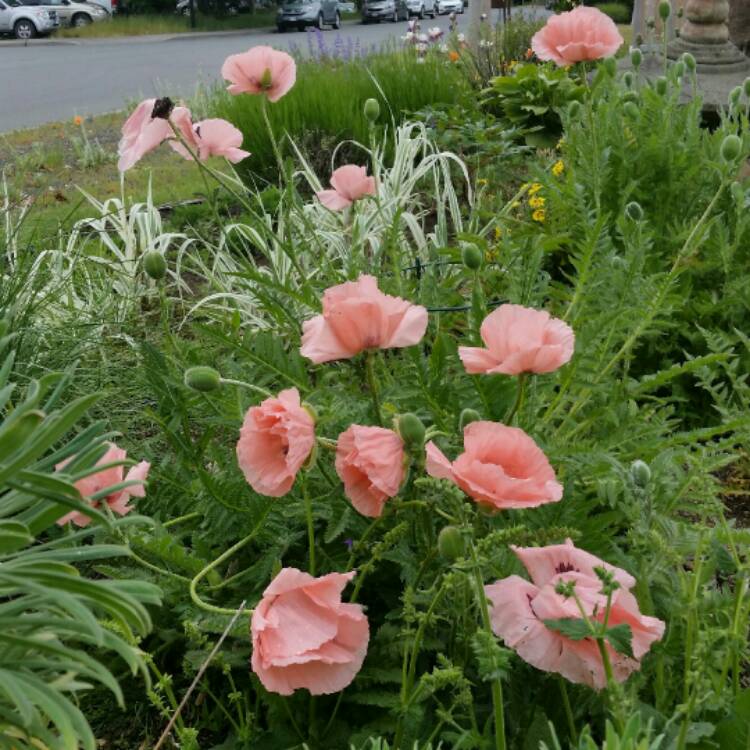 Plant image Papaver orientale 'Coral Reef'