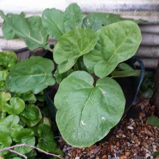 Rhubarb