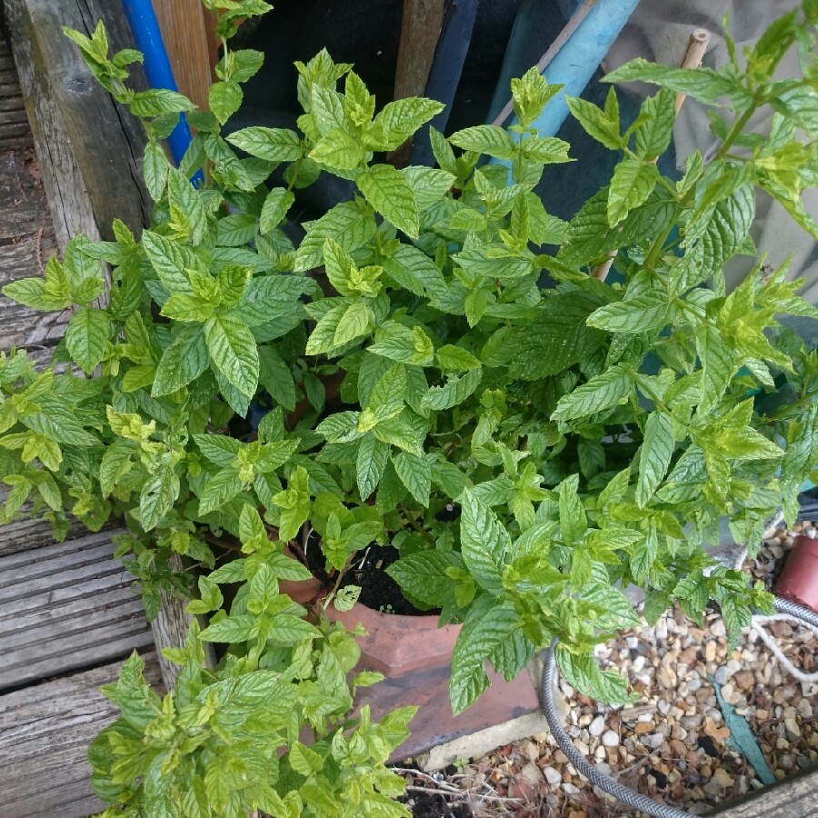 Mint