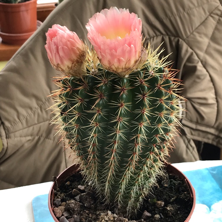 Plant image Mammillaria spinosissima f. rubrispina