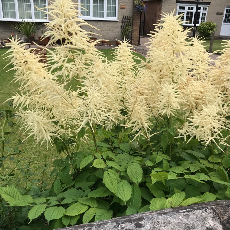 Plant image Chamaecyparis