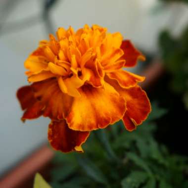 Tagetes patula hybrids