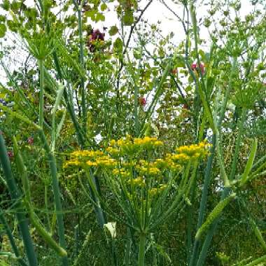 Foeniculum vulgare