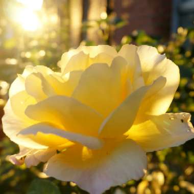 Rosa (Hybrid Tea)