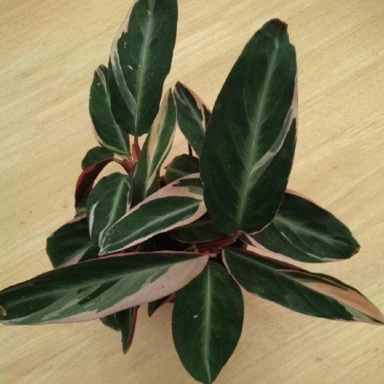 Plant image Stromanthe sanguinea 'Triostar'