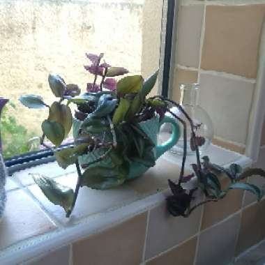 Tradescantia zebrina  syn. Tradescantia tricolor, Tradescantia zebrina pendula, Tradescantia pendula