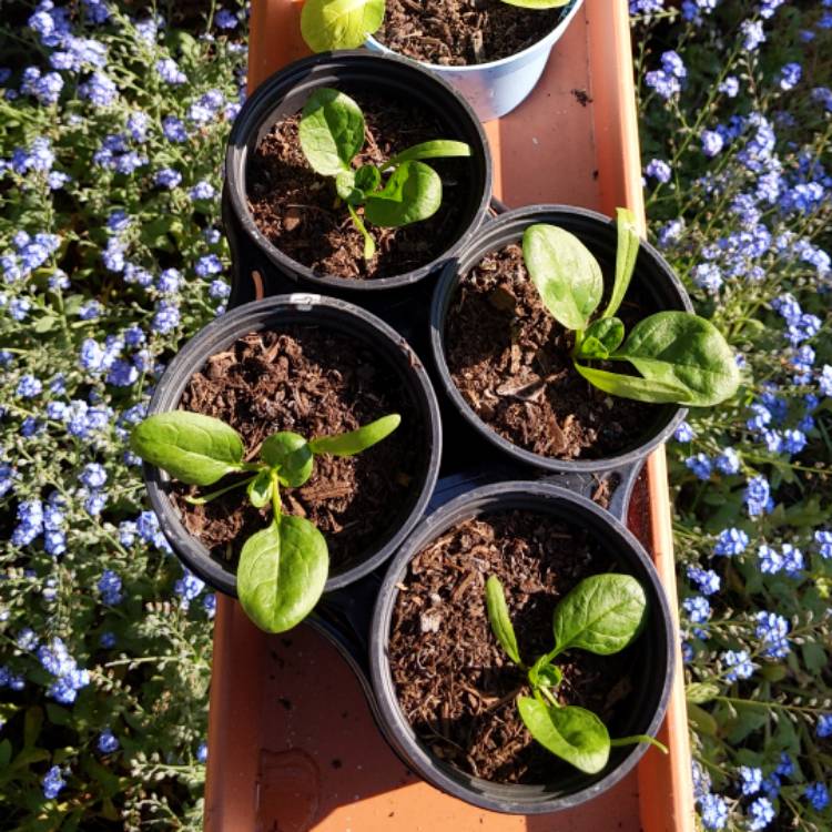 Plant image Spinacia oleracea