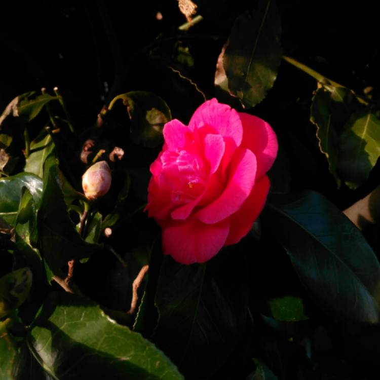 plant image 641933 plant image 641933