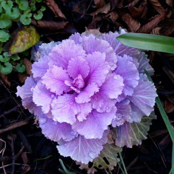 Plant image Brassica oleracea